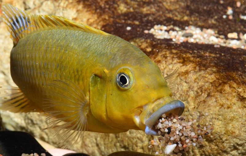 Pseudotropheus sp. 'williamsi north' Makonde